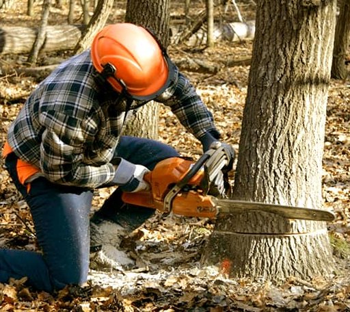 Tree Removal in Copperhill, TN